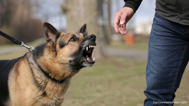 Aggressive dog on leash showing teeth in park